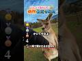 動物で腹筋崩壊する瞬間ww #おもしろ #面白い #動物 #ペット
