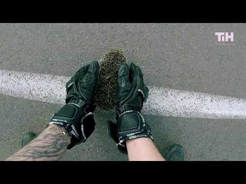 Biker Helps Hedgehog Cross the Road