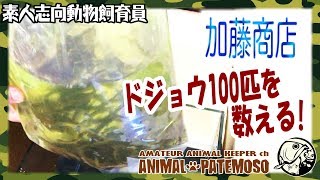 加藤商店から届いた活餌ドジョウ100匹を数えてみた【アクアリウム】【熱帯魚】