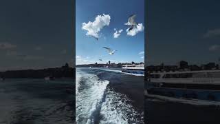 Gulls flying behind our ship #shipping #boats #ships #sailing