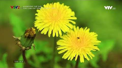 Khám phá thế giới  Các loài vật sống về đêm   Tập 2   Video đã phát trên VTV2   VTV VN