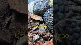с утра все покушали и легли отдыхать