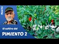 𝗣𝗜𝗠𝗜𝗘𝗡𝗧𝗢: como cultivar pimientos. El cultivo completo 2ª parte