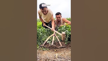 The process of digging peanuts with a three head iron rake | #shorts
