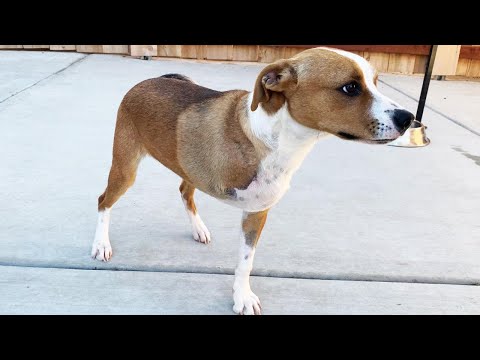 3-legged-rescue-dog-named-after-