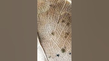 Macro zoom of a leaf #youtubeshorts #shorts #zoom