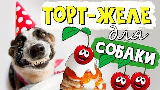 Как приготовить торт-желе собаке на день рождения Как приготовить торт-желе собаке на день рождения