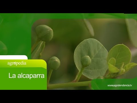 Video: Cultivo de alcaparras: información sobre cómo cultivar un arbusto de alcaparras