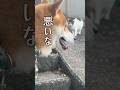 柴犬こむぎと猫のコブラがのんびり暮らしてます