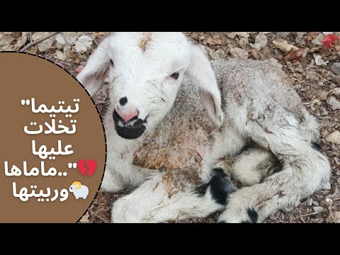 قصة تيتيما نعجة تخلات عليها ماماها ورب يتها