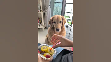 This Is How My Dog Keeps Me Going Dog Dogs Doglove Dogshorts Doglife Goldenretriever Shorts 