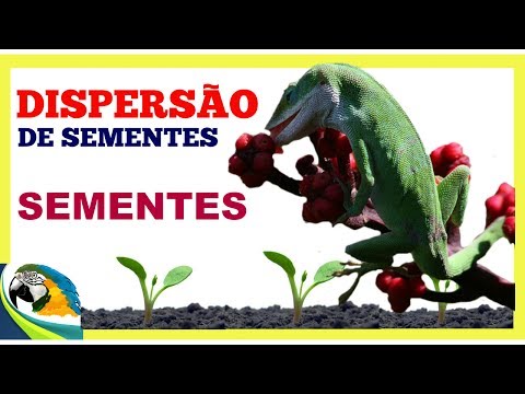 Vídeo: Como A Propagação De Sementes