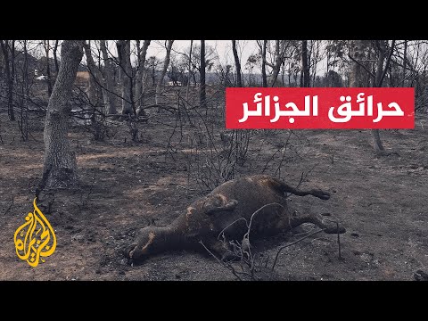 الجزائر.. الحماية المدنية تسيطر بشكل كامل على الحرائق في ولاية الطارف