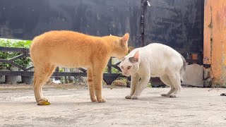Kucing oren dan putih berantam rebutan Jamilah dengan suara merdu