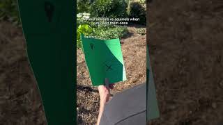 Normal animals vs squirrels when you feed them once. #shorts #skit #funny