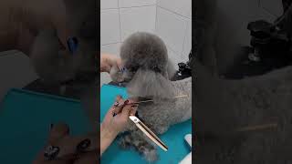 CUTTING GRAY COAT POODLE EAR  #puppy #dog #puppygrooming #dogs #shorts
