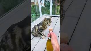 Funny Cats 😂 Episode 140 #Shorts