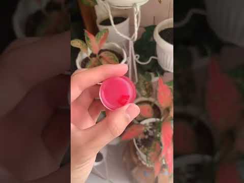 Video: 3 Cara Mendapatkan Bibir Merah Alami