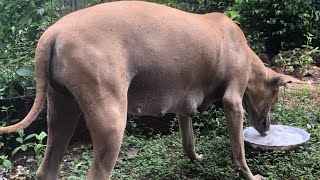 Everyday, a female dog has pregnant trying to eat