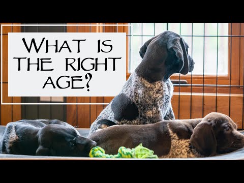 Video: Hvor meget koster en Miniature Schnauzer?