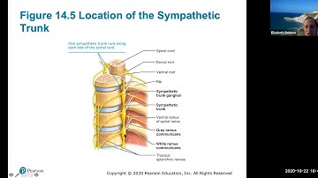 Ch. 14 (Autonomic Nervous System)