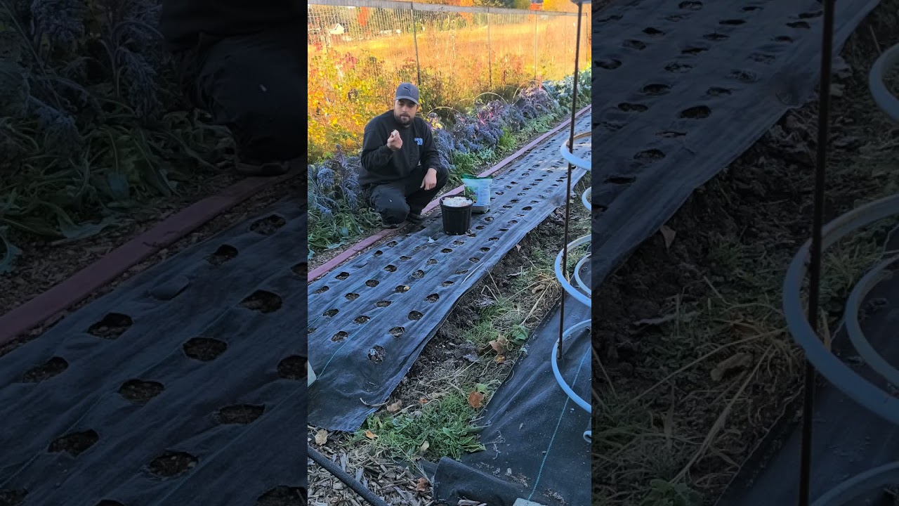 Planter l'ail sur petite surface!