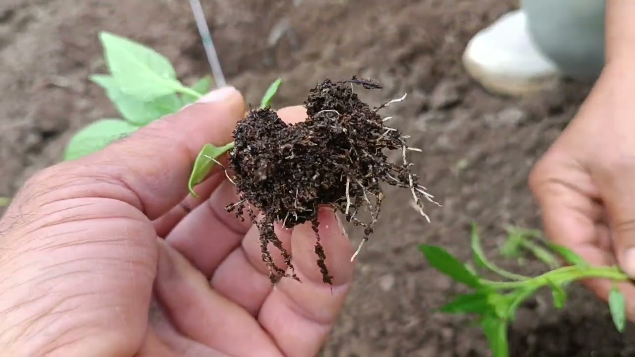 Biber Niçin Çift Ekilmeli