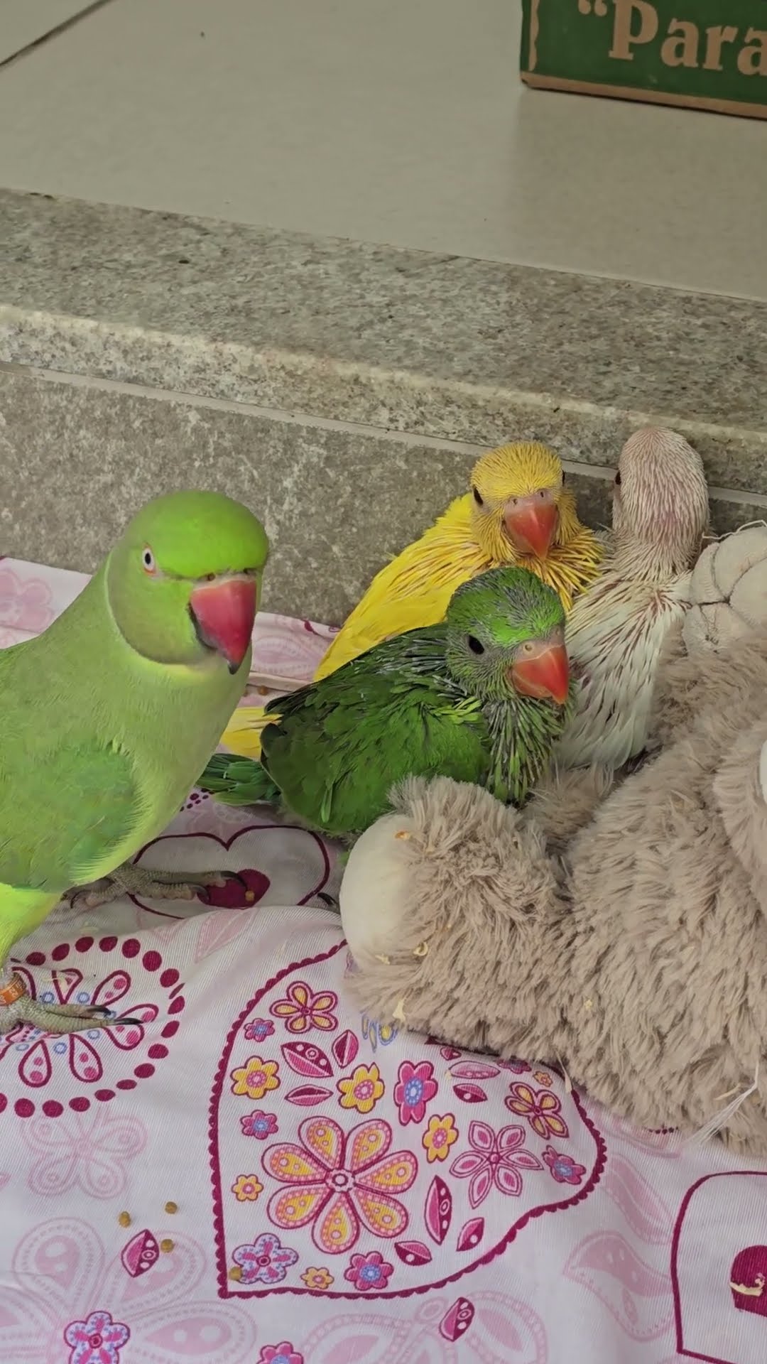 Father Bird Loves His Babies! || ViralHog