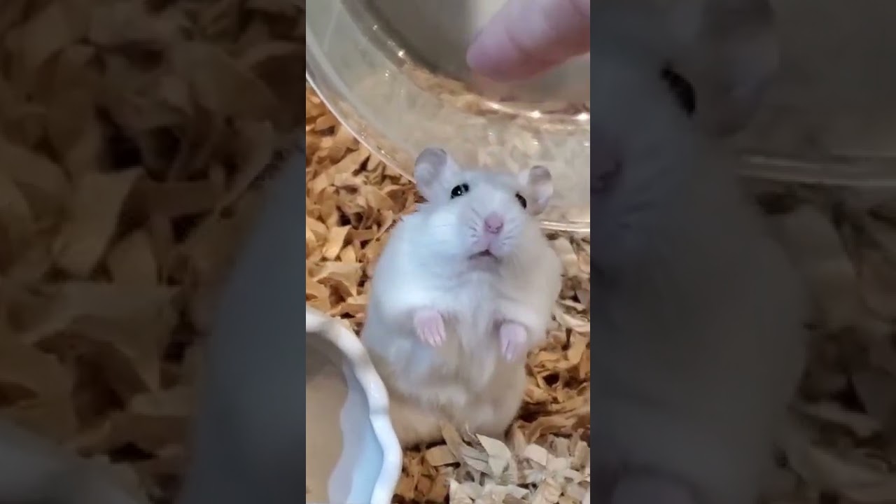 がくぶる震えるハムスター ジャンガリアンハムスター Shorts ハムスター ハムスターのいる生活 ハムスターかわいい面白い ハムスター赤ちゃん Youtube