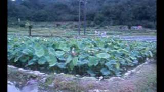 雙溪田園夏之旅