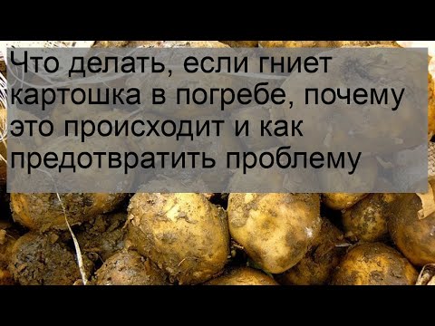 Что делать, если гниет картошка в погребе, почему это происходит и как предотвратить проблему