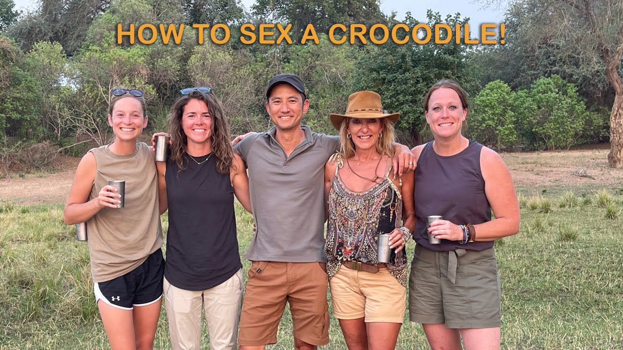 How to sex a crocodile!