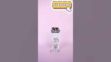 Decode Your animals Pet