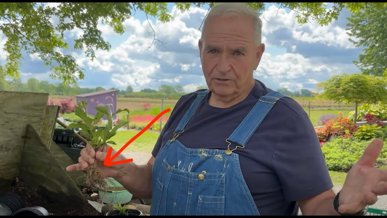 Pulling rooted Limelight Hydrangea, Climbing Hydrangea, and other cuttings from the propagation bed.