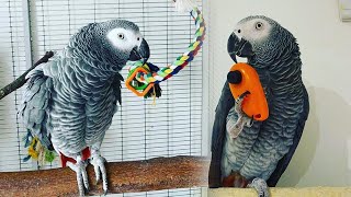 Grey Parrot Talking & Singing | African Grey Parrot Sounds | Talking Parrots Funny Videos by Pet Birds 786 views 2 years ago 4 minutes, 13 seconds