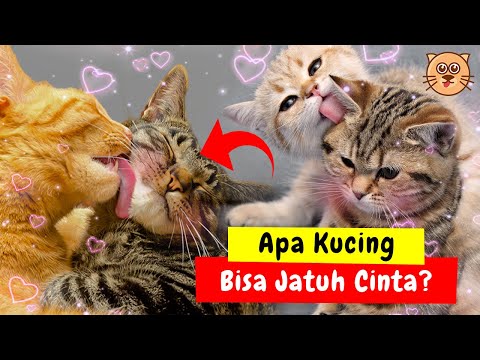 Video: Kucing Cinta: Adakah Kucing Really Love?