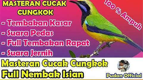MASTERAN CUCAK CUNGKOK SUARA KASAR TEMBAKAN PEDAS - MASTERAN PALING DICARI