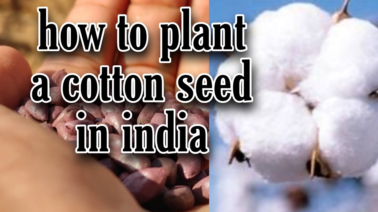 How to plant a cotton seed by indian farmers/farm india vlogs/prem dangar/indian farmers YouTube