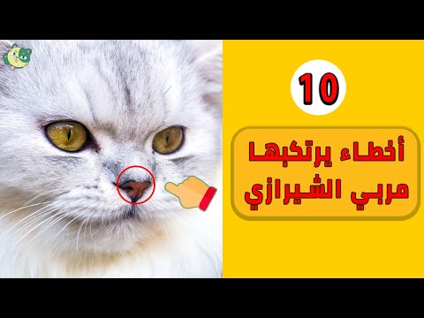 فيديو: 6 نصائح قيمة لأصحاب القط الجديد