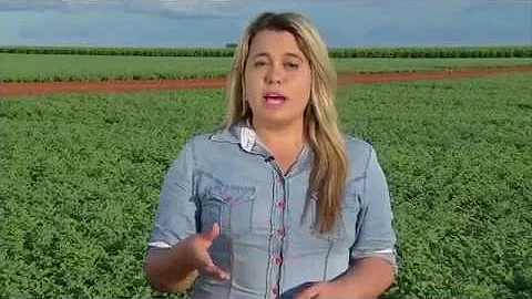 Como é o pé de grão-de-bico?