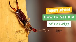 Expert Advice : How to Get Rid of Earwigs in Your House?