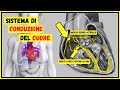 Heartbeat The Heart S Conduction System How Does It Work