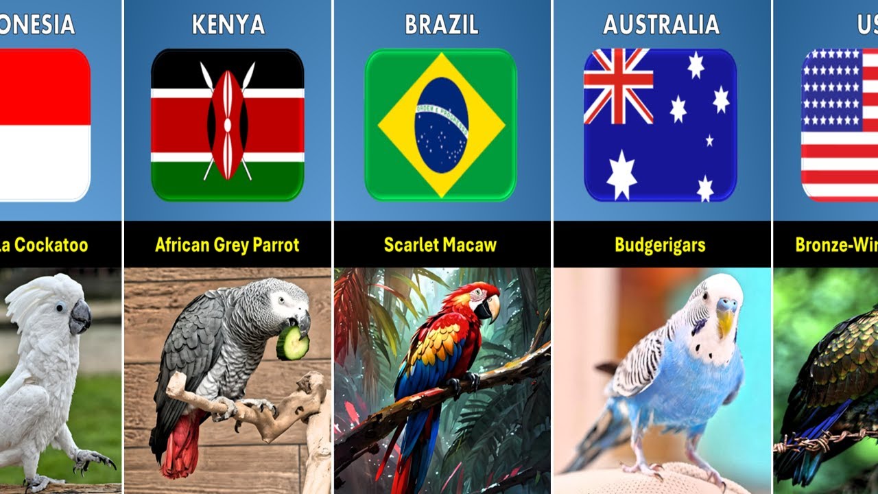 List Parrot Breeds From Different Countries - YouTube