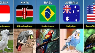 List Parrot Breeds From Different Countries by real data 174 views 1 month ago 4 minutes, 16 seconds