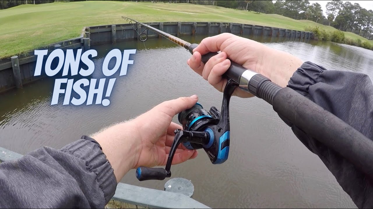 Fishing for Saltwater Fish in a Golf Course Pond!