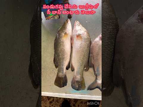 Do You Know That Pandugappa Fish Is Called Sea Bass In English Pandugappa Fish Sea Bass Shots
