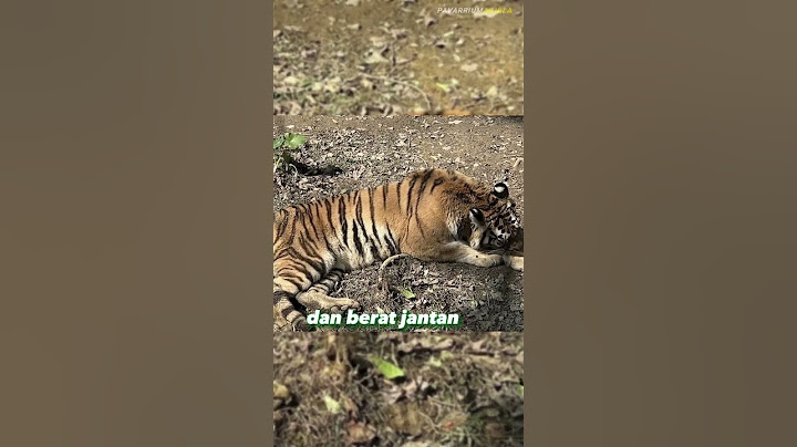 Sulit dipercaya! Kamu Tidak Akan Percaya Ukuran Harimau Terbesar di Dunia