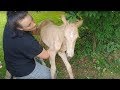 Heartwarming rescue of foal abandoned by its mother