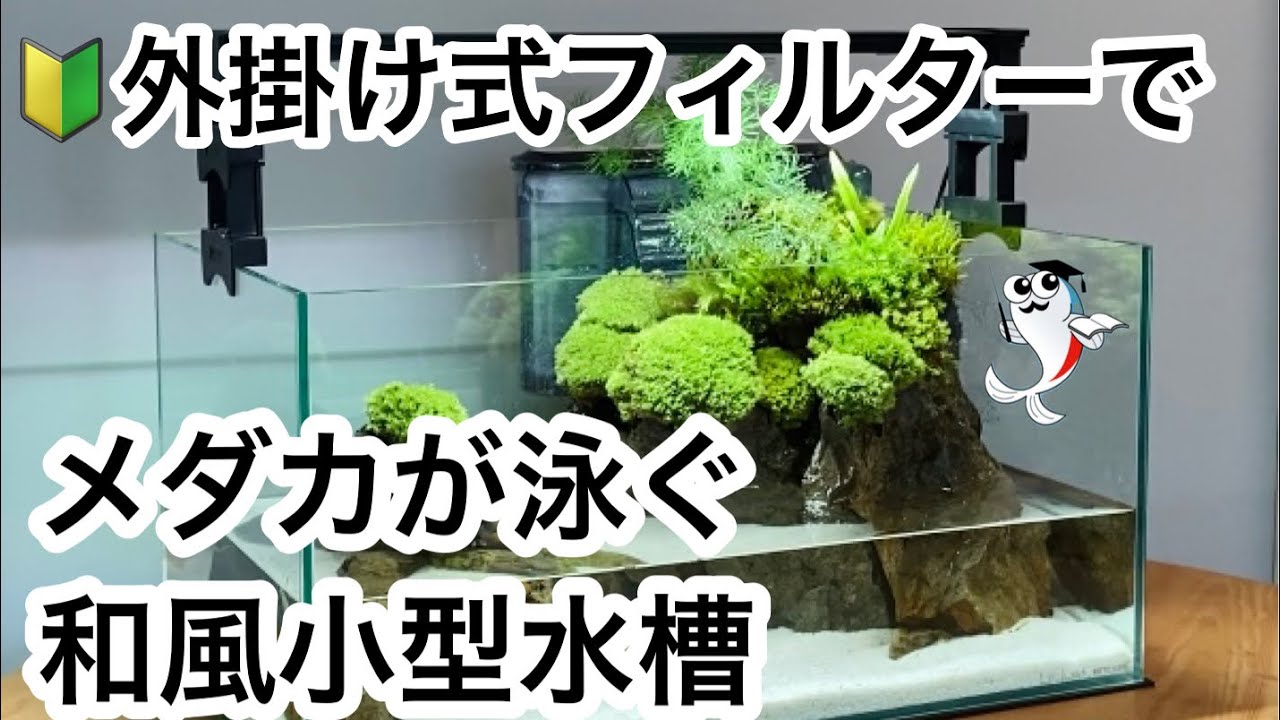 メダカの小型水槽 苔と石を使った 和風メダカ水槽レイアウト Youtube