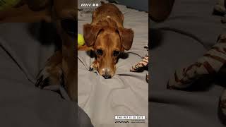 Pet puppy dog plays fetch with stuffed animals and tennis ball